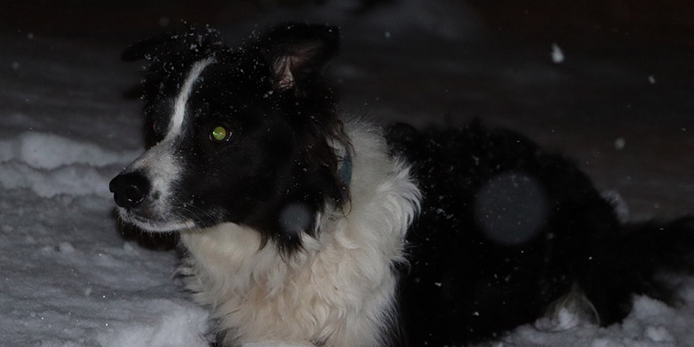 Hund