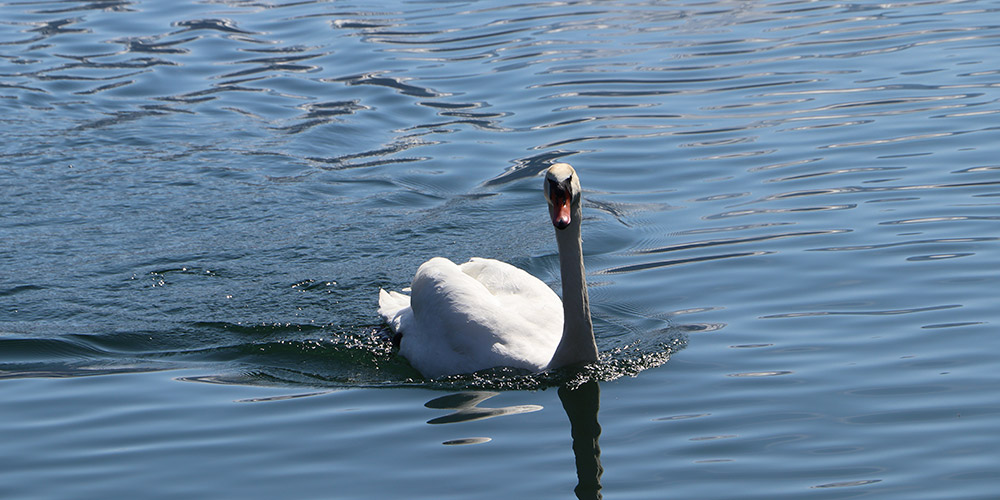 Schwan
