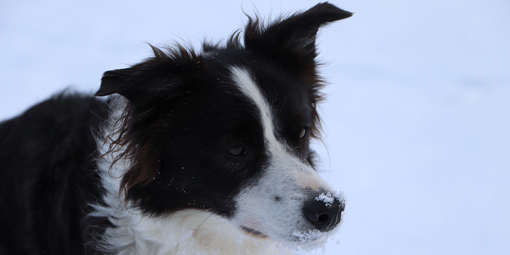 Hund2